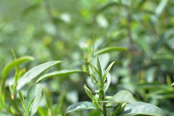 阳光下的茶芽,茁壮成长.