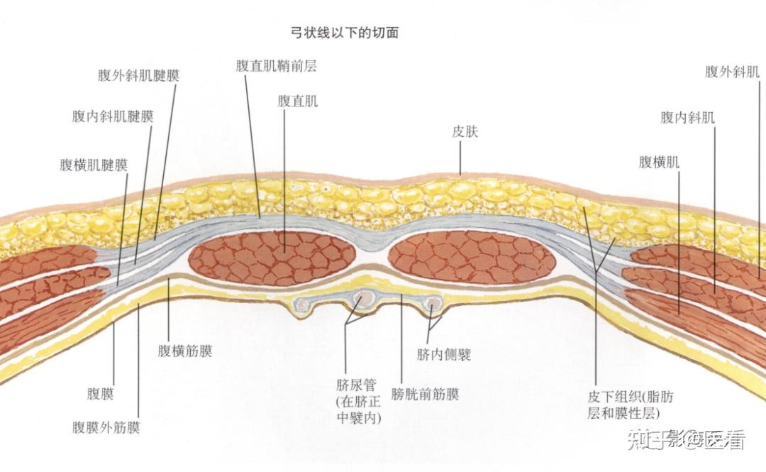 前腹壁肌层的解剖主要与弓状线相关,如下所示:前腹壁肌层的解剖rsh的