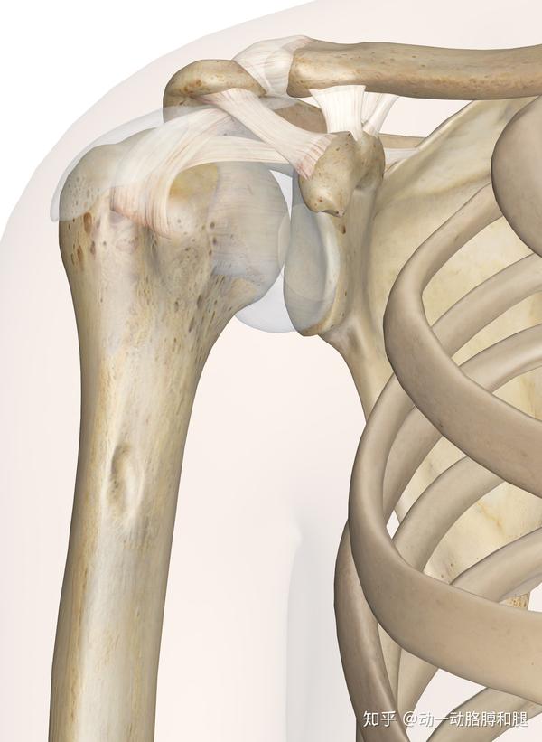 盂肱关节两关节面巨大的面积差,使得关节具有很好的灵活性,稳定性较差