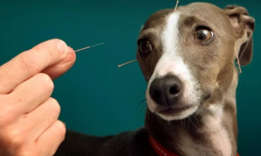 宠物针灸大受欢迎:你愿意带它们一试吗?