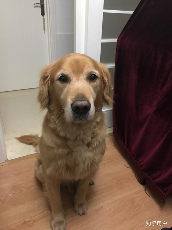 有一只品相特别好的金毛犬是什么体验?