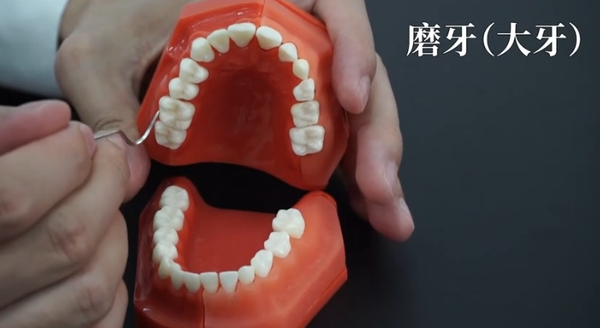 牙齿里面是什么