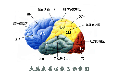 语言系统来源于大脑,孩子说话出现问题,要从根源解决!