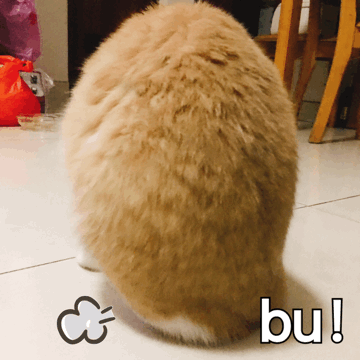 有哪些可爱的表情包?