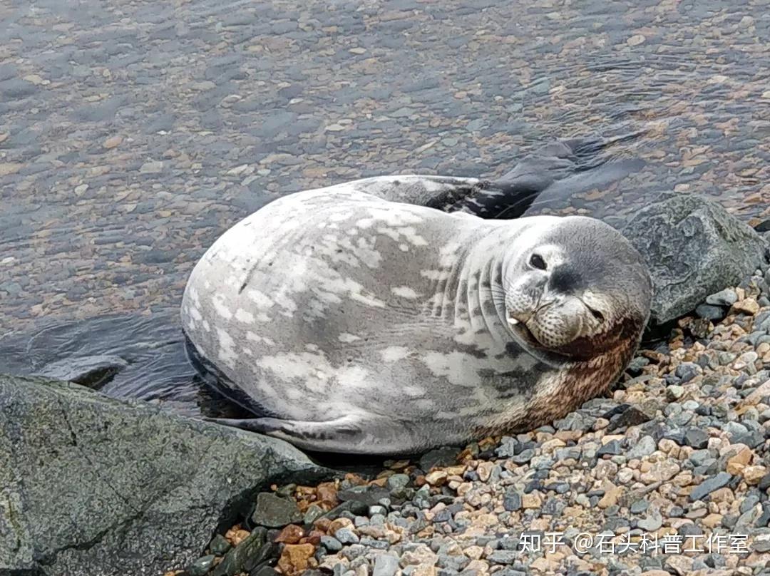 海豹其实非常懒08