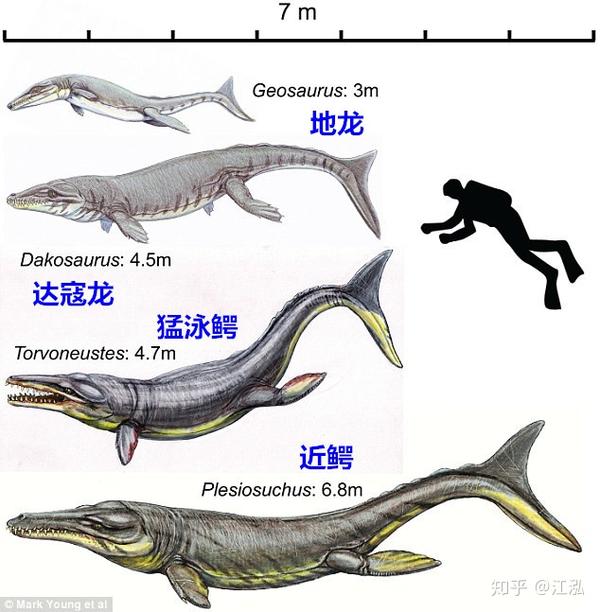 君王马奇莫鳄来自北非的白垩纪海中巨鳄