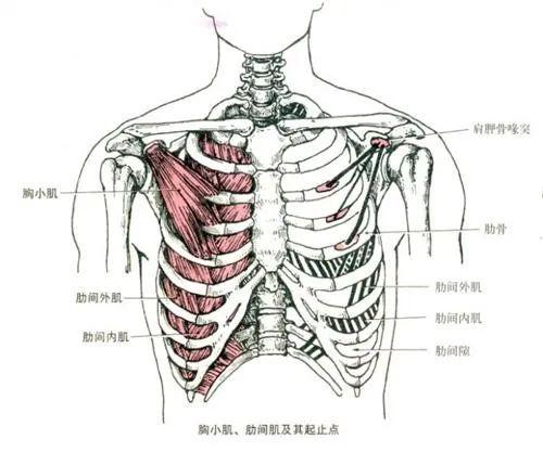 主要包括肩胛骨与盂肱关节的异常运动模式,不良姿势造成的肩胛骨位置