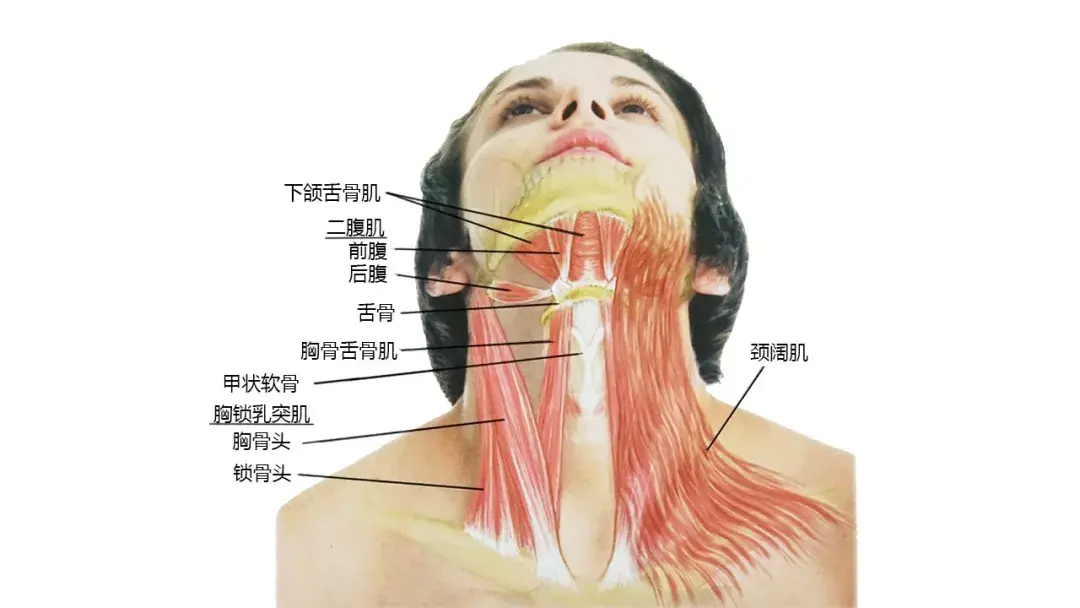 斜角肌及侧颈部解剖:头项后侧浅层肌肉:颈部深层肌肉:口内解剖:颈前部