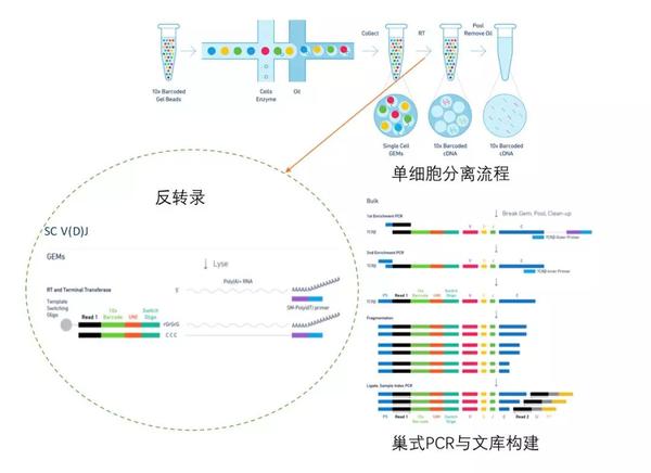 10genomics单细胞测序在免疫组库研究中的应用