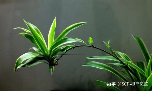 根状茎,块茎,鳞茎和球茎等)和地上茎(主要包括匍匐茎,肉质茎,叶状茎