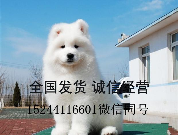 萨摩耶犬价格小狗多少钱一只