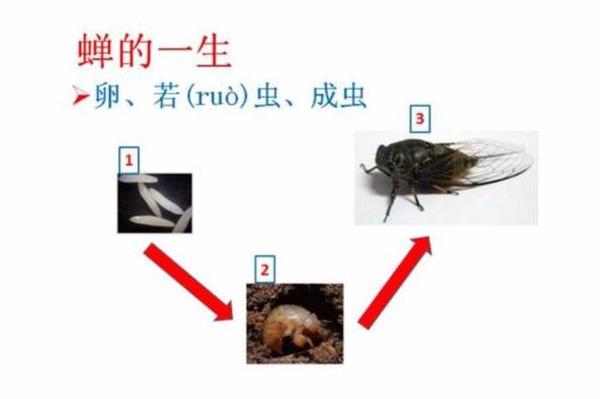 数十亿只十七年蝉即将破土而出,2021年就是它们的17年周期时段,根据