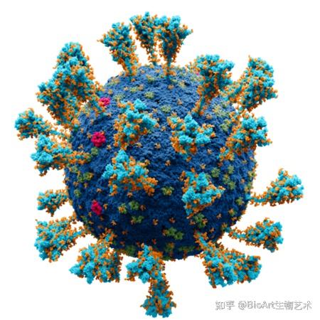 德尔塔病毒有什么特点与2020年年初的新冠病毒相比有多大区别