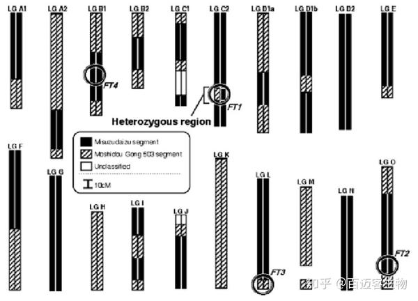 在遗传分离群体中有一类群体叫做剩余杂合系(residual heterozygous