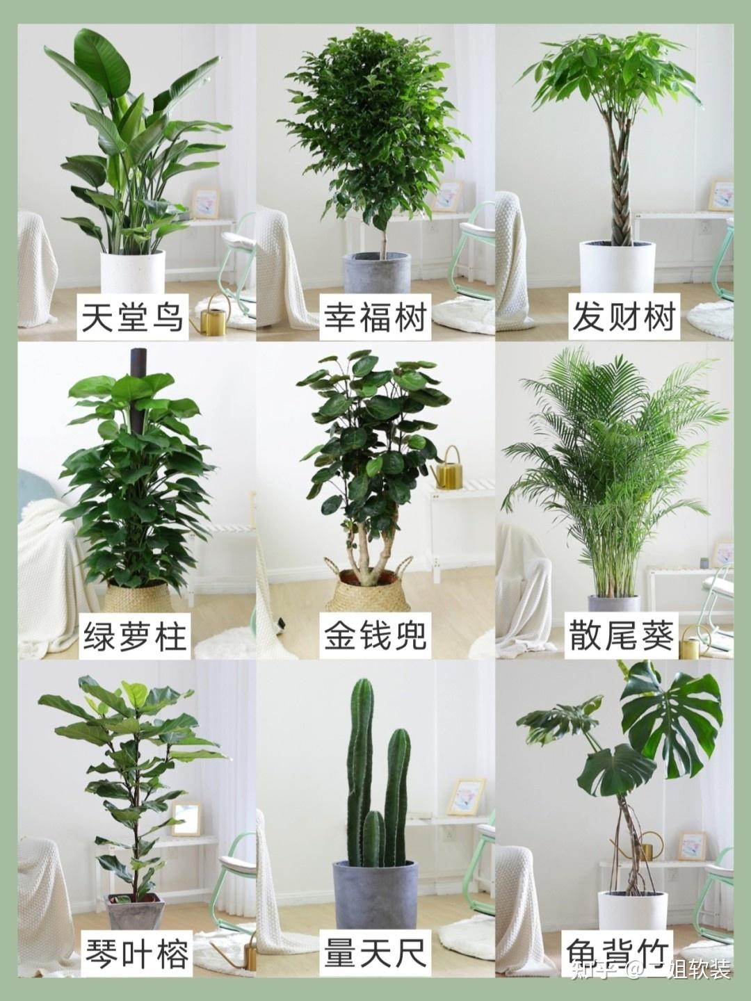 适合客厅摆放的9种大型绿植