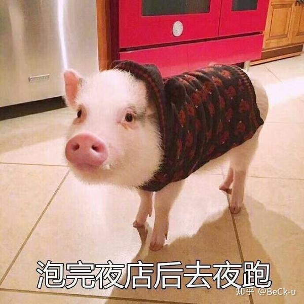 有哪些猪的搞笑图片或者表情包?
