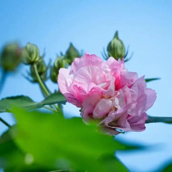二十四城芙蓉花 锦官自昔称繁华 成都因芙蓉花得名 芙蓉城简称蓉城 芙