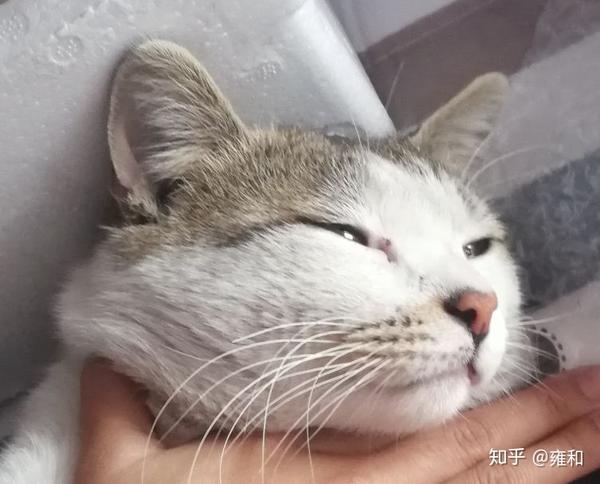 而有的猫眼神很鄙视.