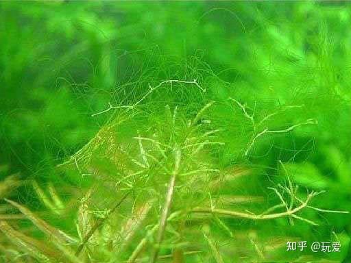 四 丝藻