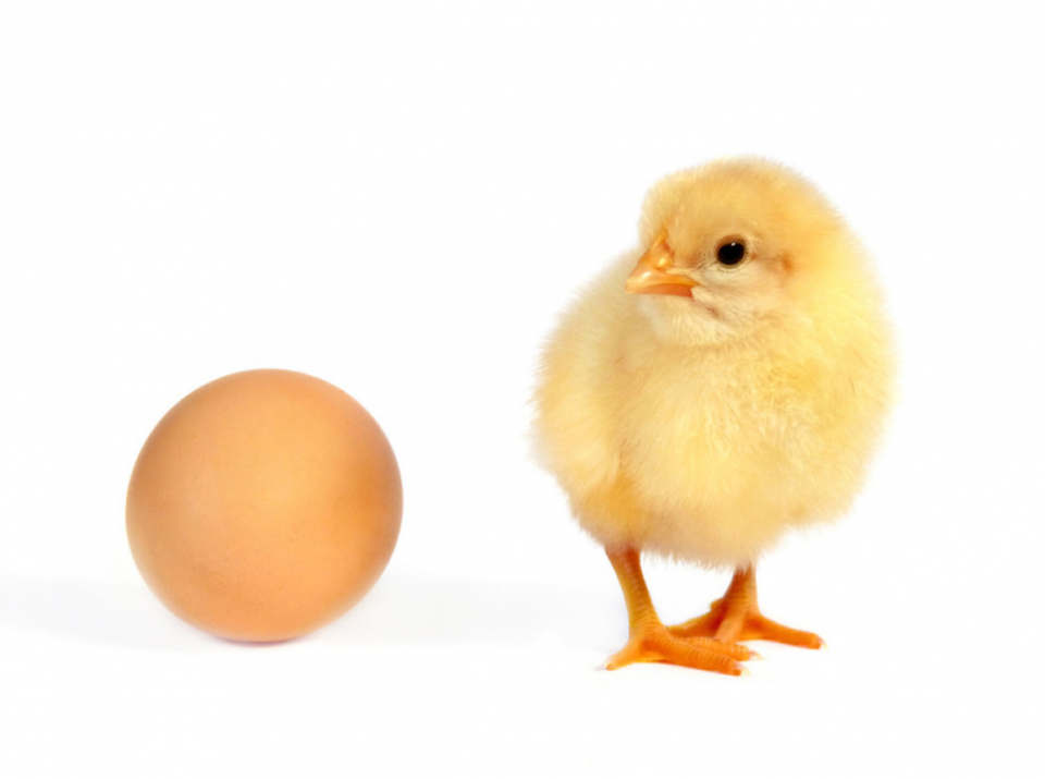 熟鸡蛋返生孵小鸡,是无知还是利益牵扯,这样的老师如何育人?