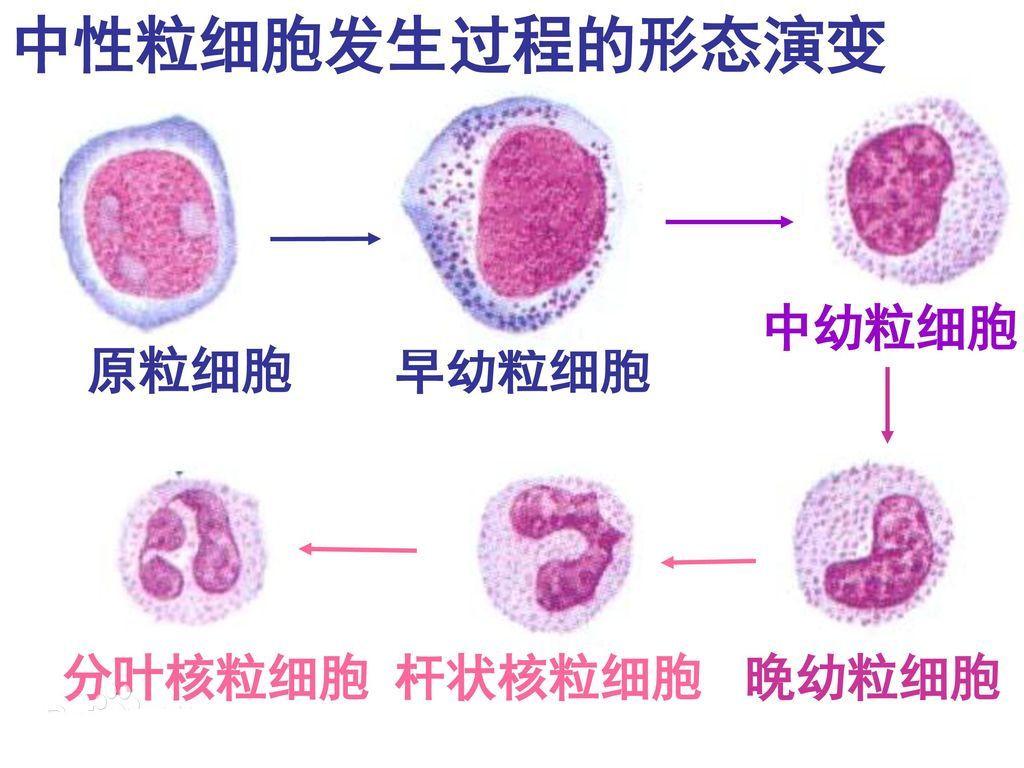 早幼,中幼,晚幼粒细胞,杆状核粒细胞,分叶核粒细胞