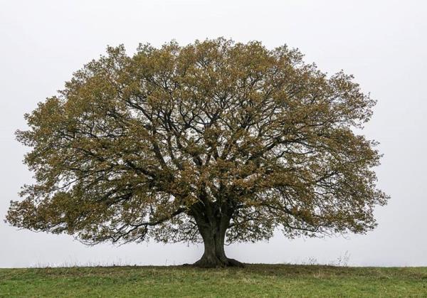 睡前小故事:last dream for an old oak tree 老橡树的最后一个梦