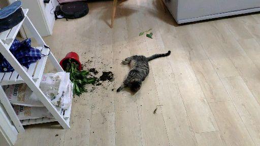 一只猫能无耻到什么地步?