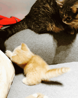 最后,本爪还要善意提醒一句:偶尔追着尾巴儿无伤大雅,但如果猫在追着