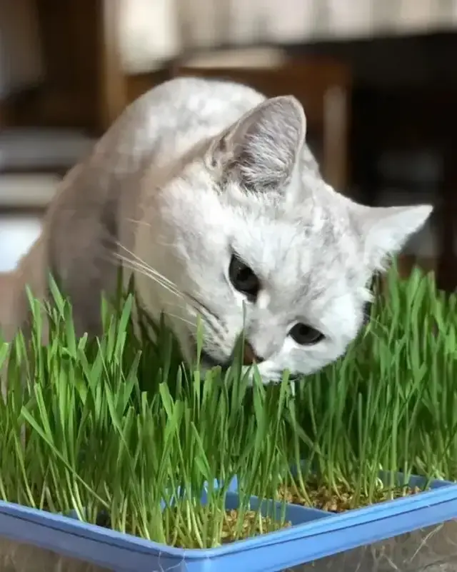 猫咪为什么喜欢吃猫草