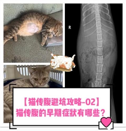 猫咪出现这些症状是猫传腹早期需警惕