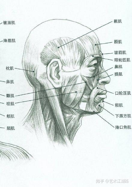 素描头像结构体块肌肉头骨