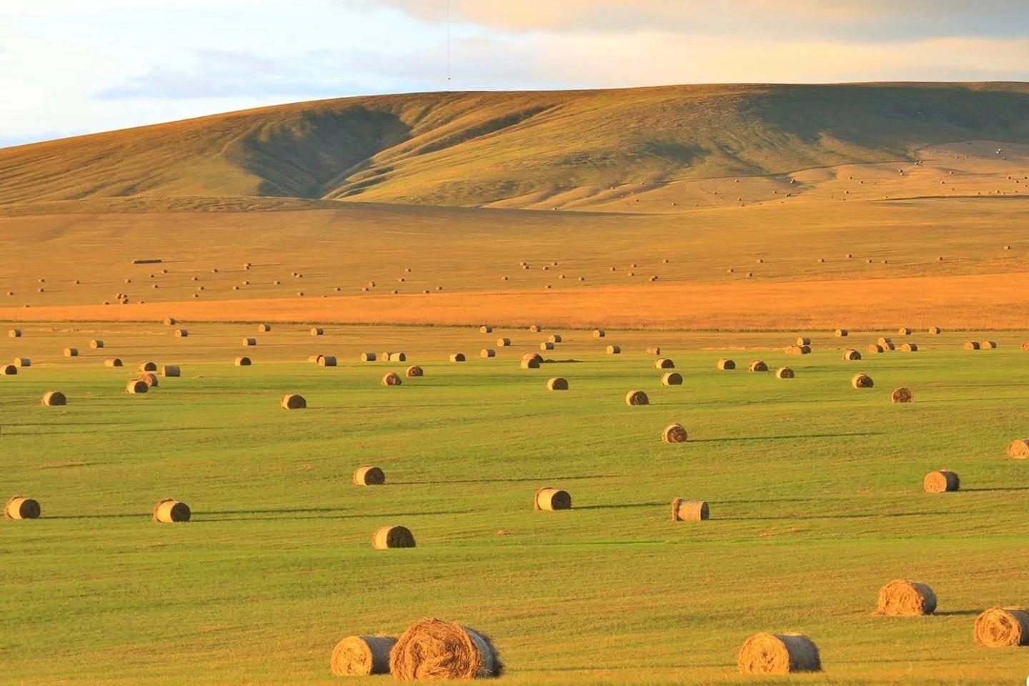 内蒙古旅游攻略|金色的呼伦贝尔大草原,去赴一场秋天的约会