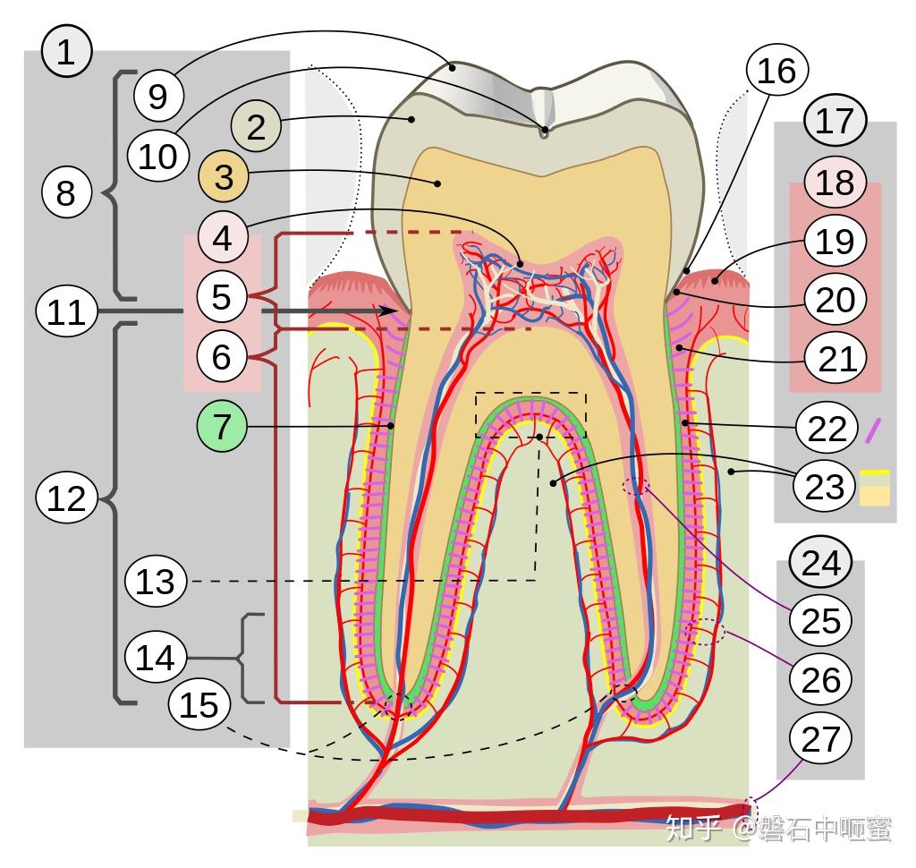 牙冠crowntooth