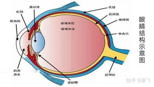 激光类近视手术到底是在眼球哪部分动工?