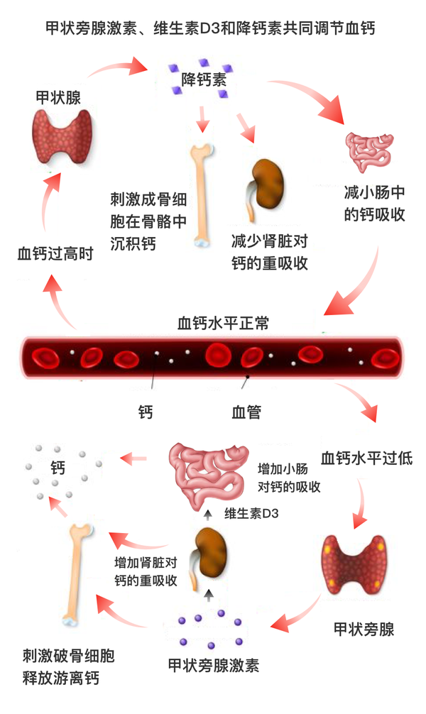 血钙过高