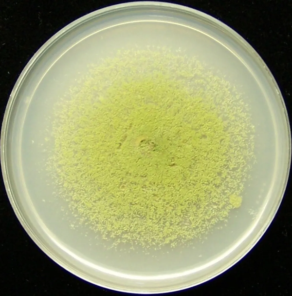 培养皿中的黄曲霉菌落.图片:iita / flickr