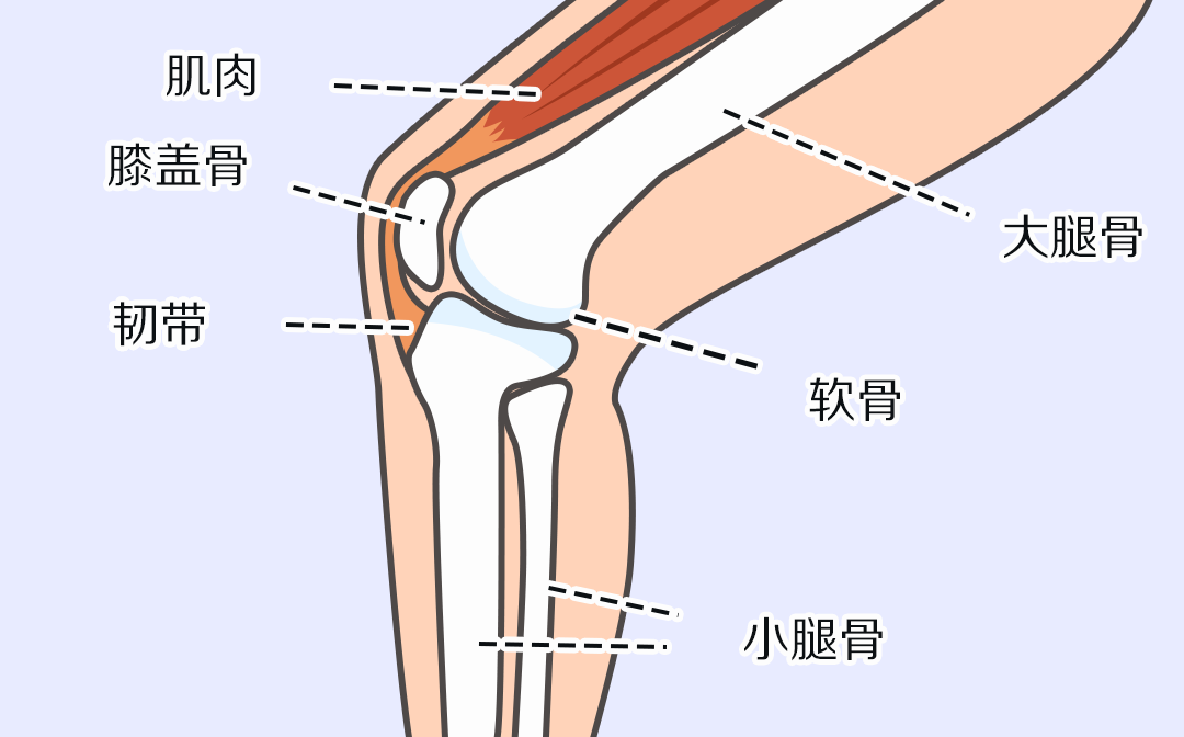 位于大腿与小腿之间,由大腿骨,小腿骨和膝