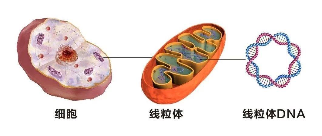 这一次crispr无能为力的线粒体遗传病被它的两个前辈zfn和talen攻克了