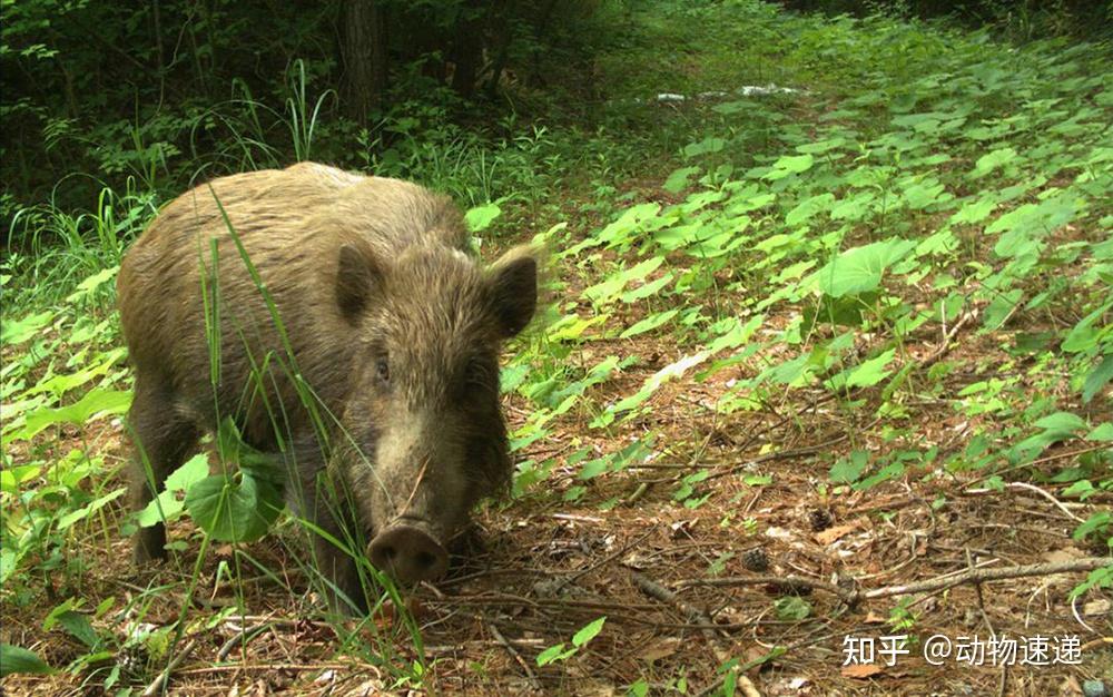 野猪拱了农民的地农民把野猪杀了农民是否违法