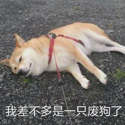 表情包 | 柴犬狗狗系列