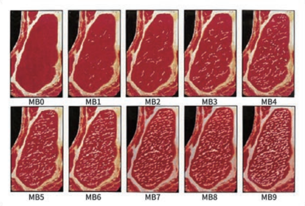 澳洲和牛的等级评定标准