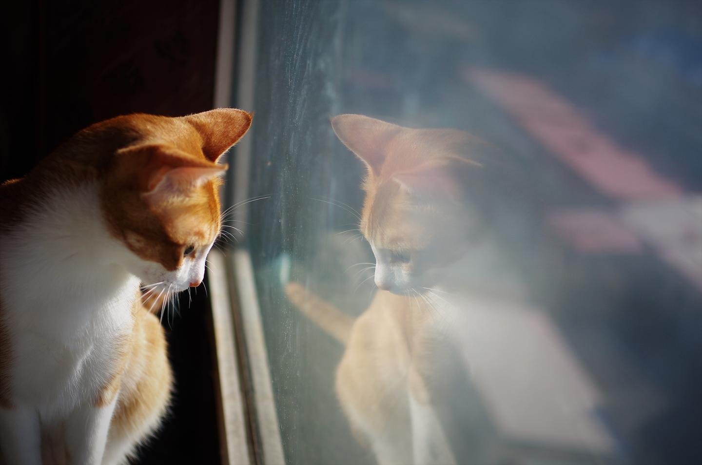 别扯了猫也会抑郁记录陪猫咪治疗抑郁的三个月