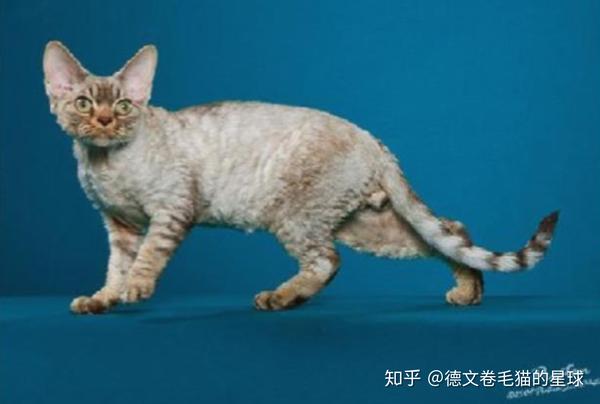 好猫一身毛|德文卷毛猫毛发深度解析