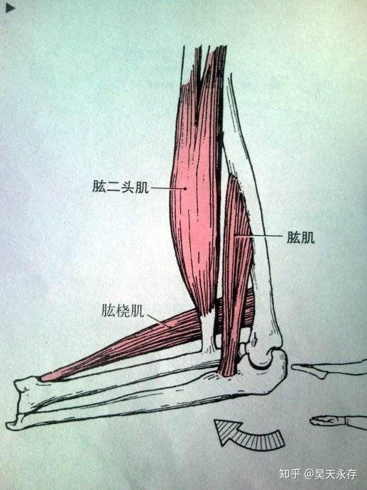 肘关节和周围肌群