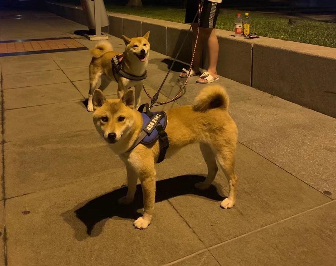 公柴犬和母柴犬长大后脸形差别大吗