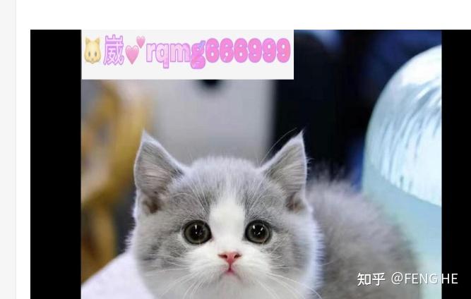请问这只猫是美短串还是狸花