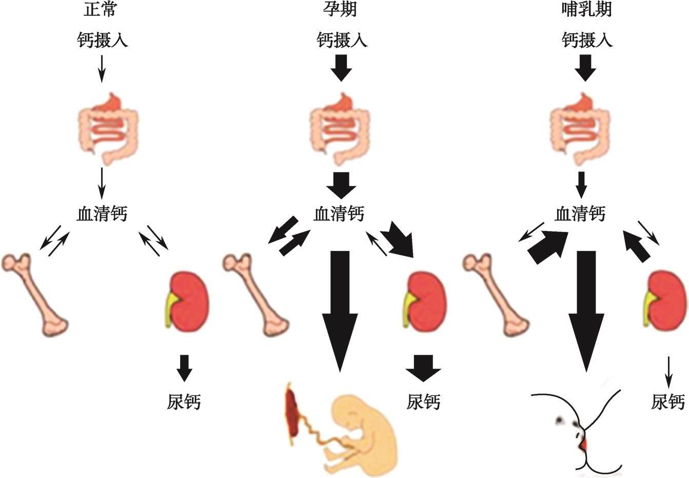 第三节钙的生理作用及代谢调节