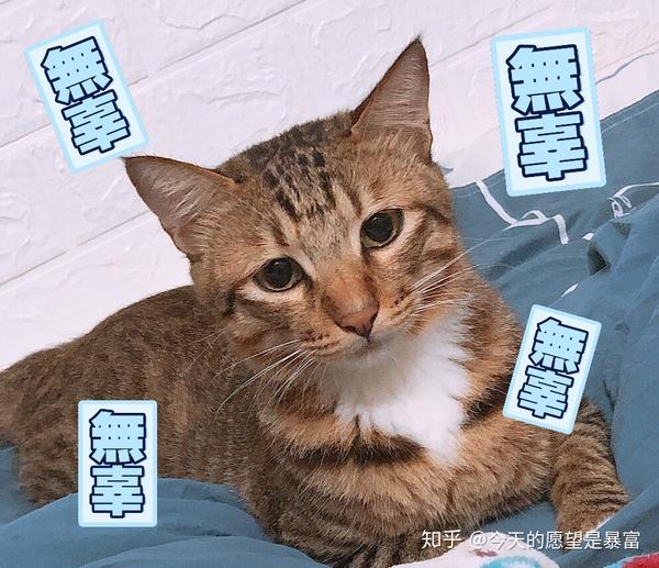 猫咪 戏精=表情包