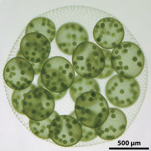 研究细胞最初分工的绝佳样本----团藻   图片源《生命是什么》