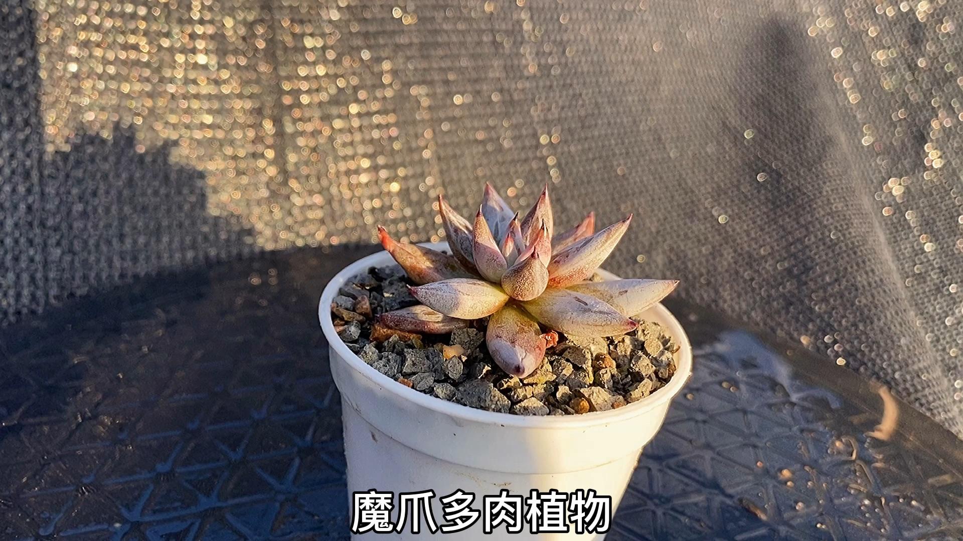 猪的多肉:柠檬卷多肉植物